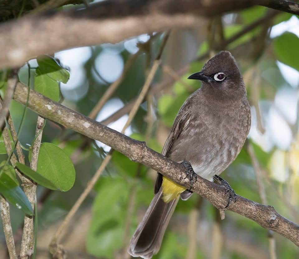 Cape Bulbul - ML642222569