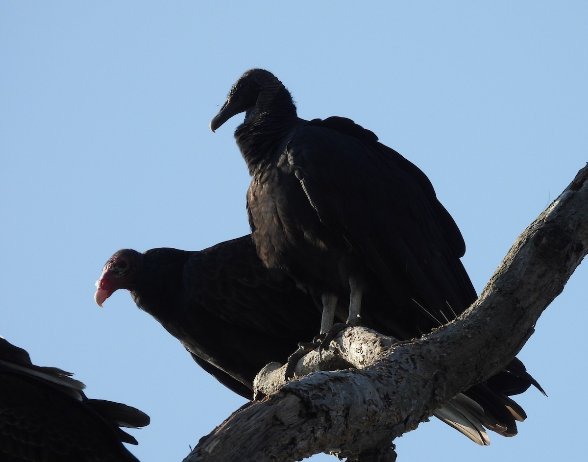 Black Vulture - ML642222580