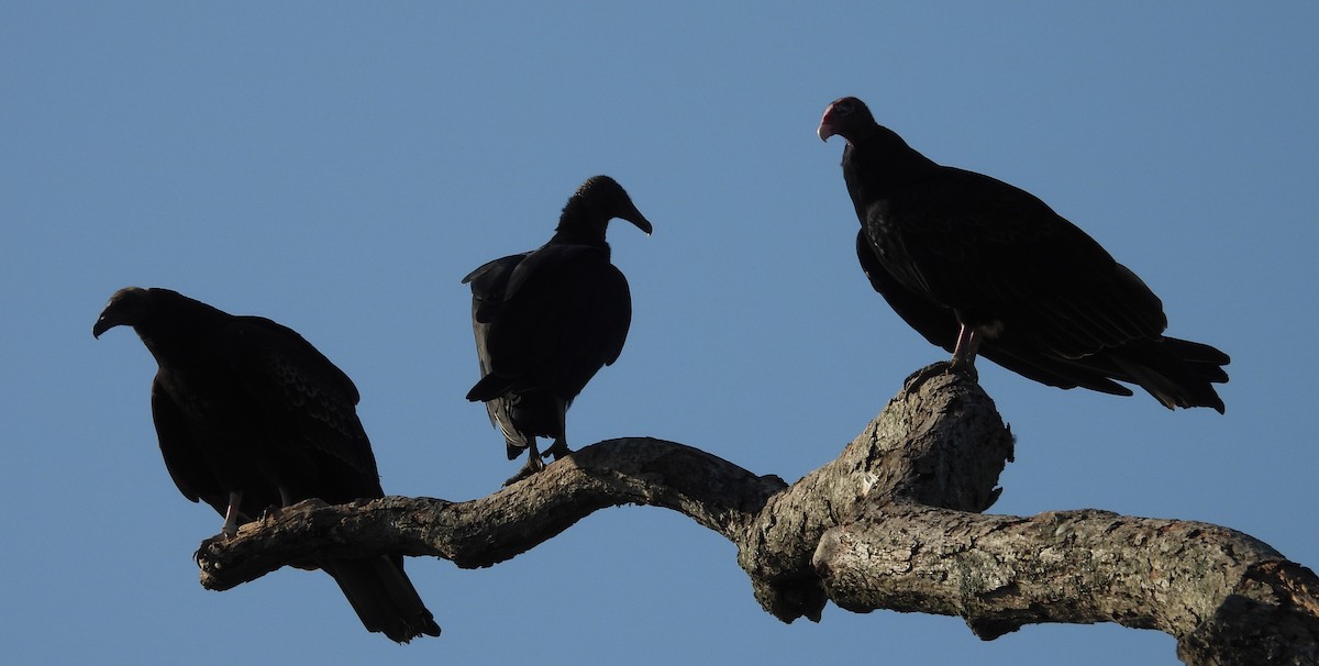 Black Vulture - ML642222581