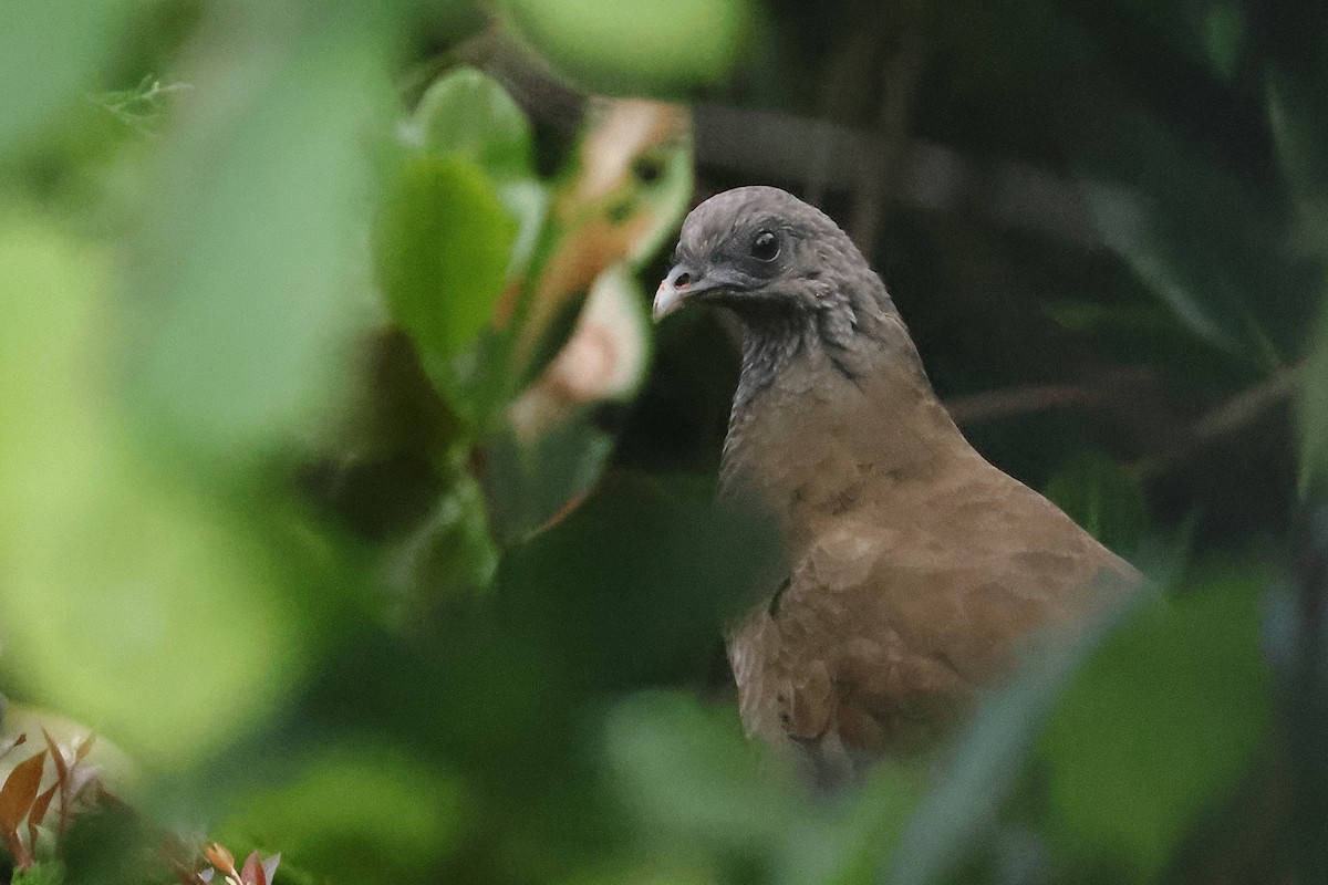 シロハラヒメシャクケイ - ML642222589