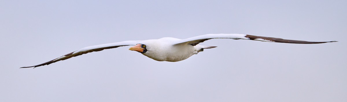 Nazca Booby - ML642222591