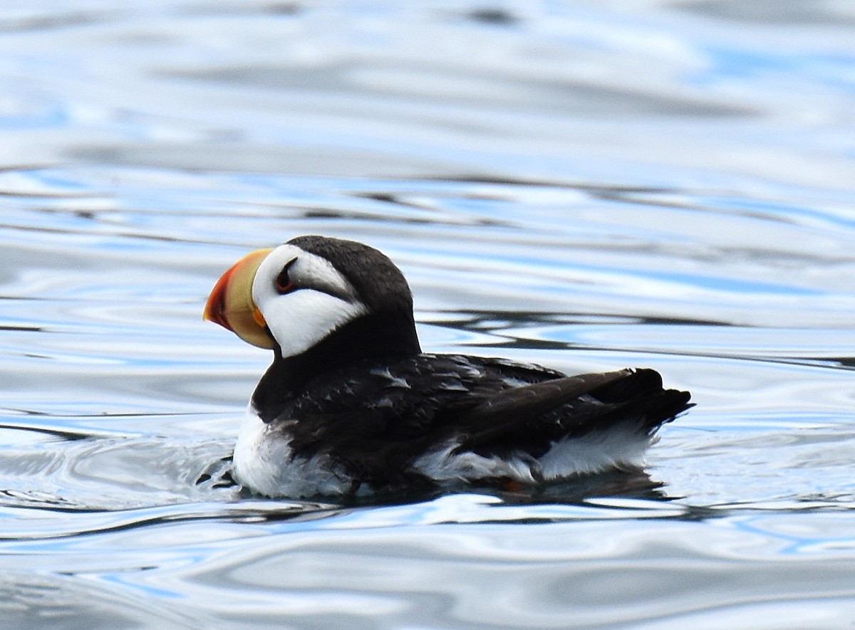 Horned Puffin - ML64222261