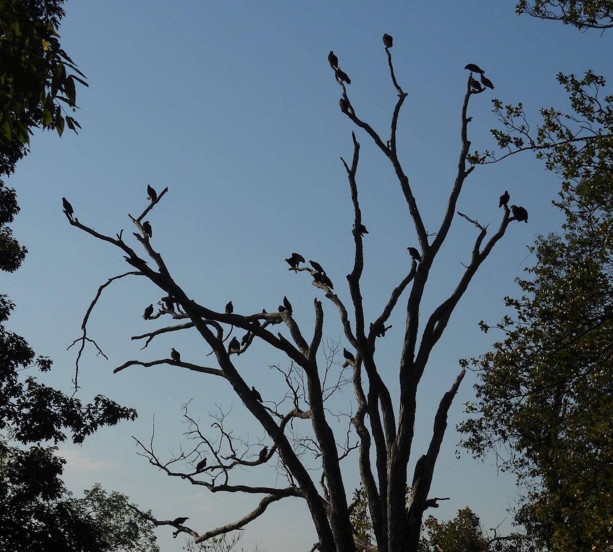Turkey Vulture - ML642222612