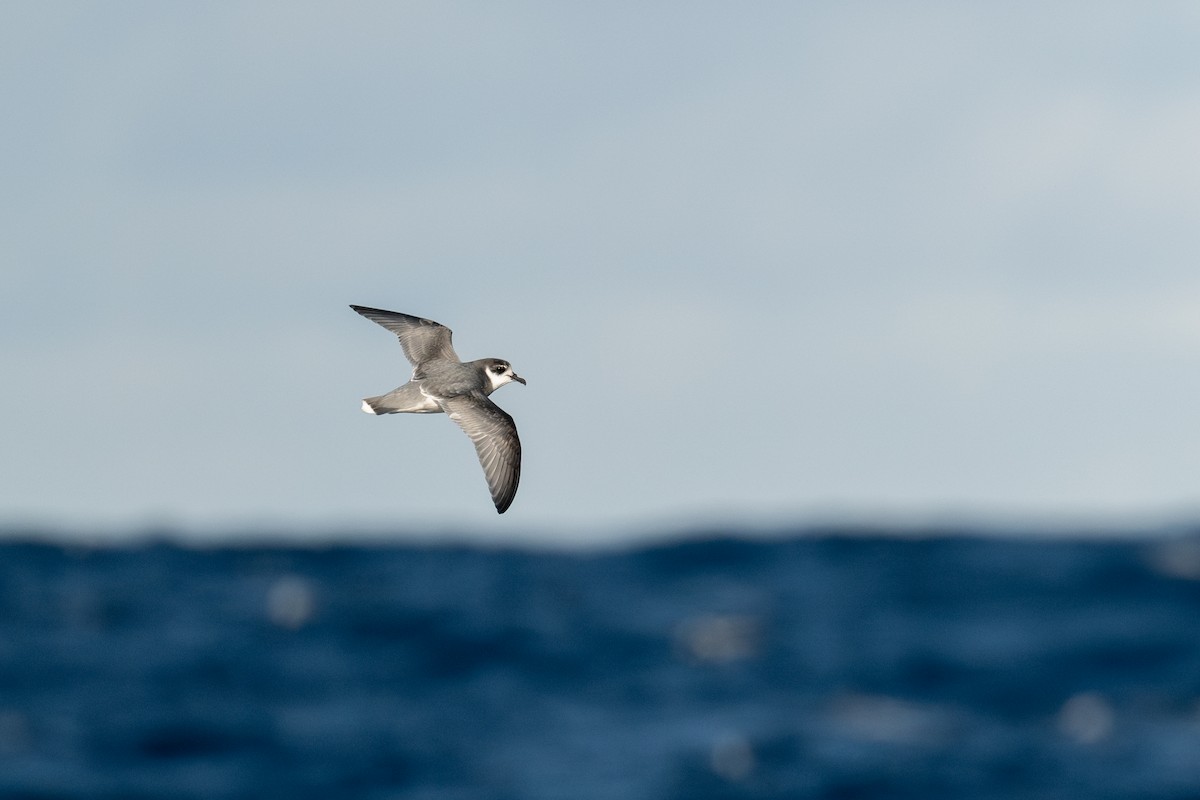 Blue Petrel - ML642222618