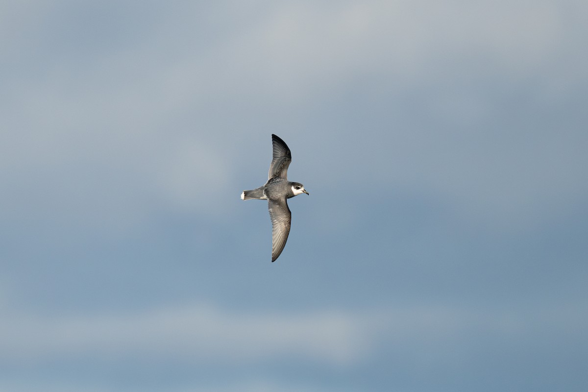 Blue Petrel - ML642222619