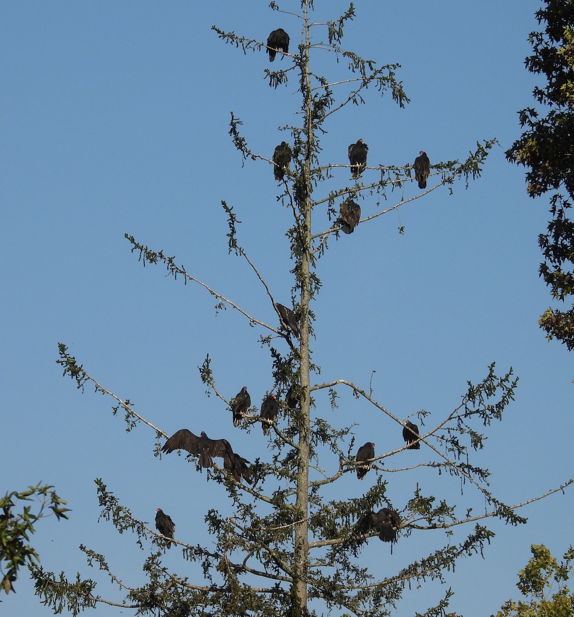 Turkey Vulture - ML642222629