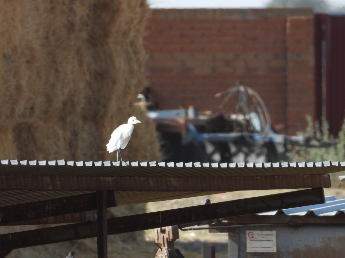 Western Cattle-Egret - ML642222634