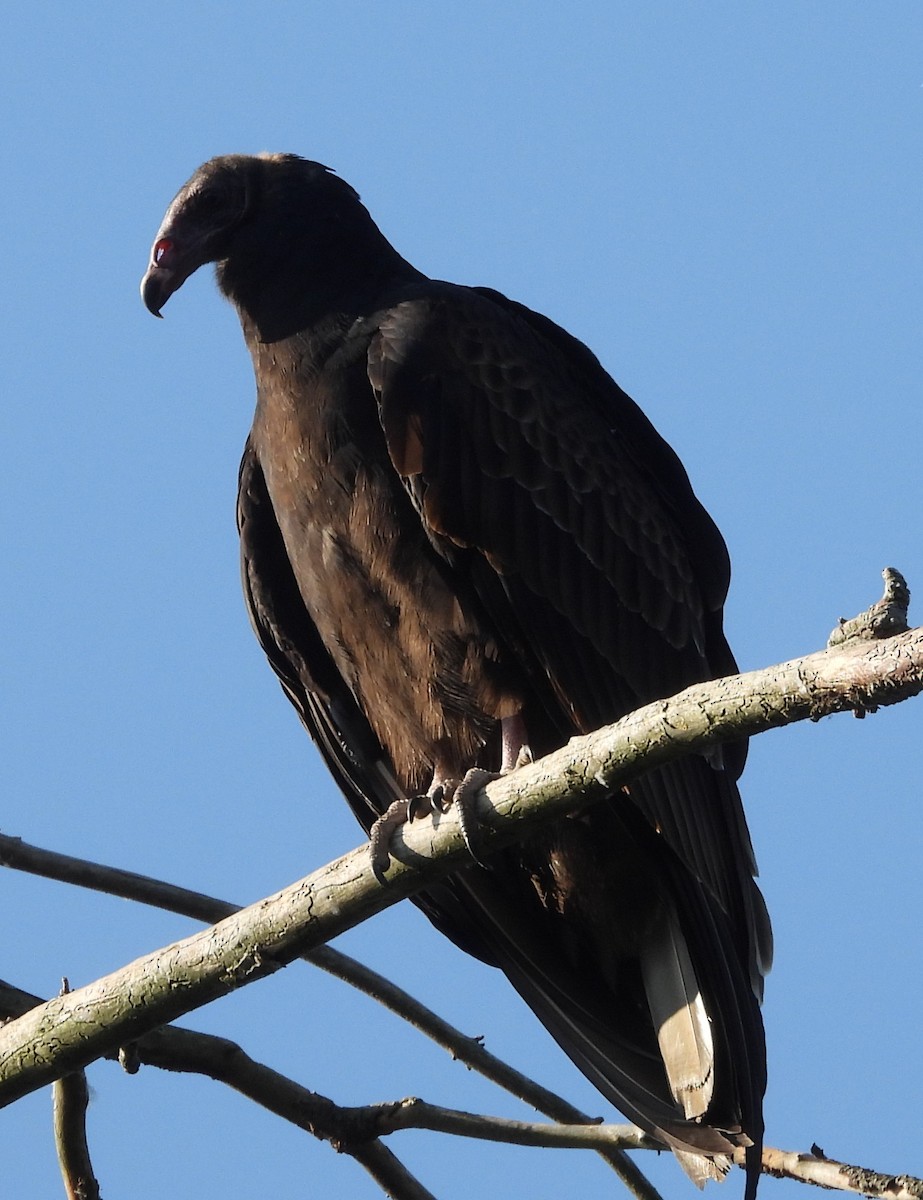 Turkey Vulture - ML642222641