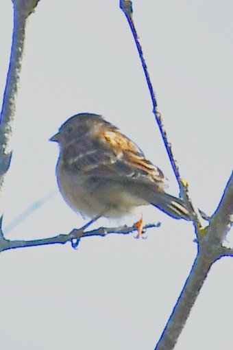 Field Sparrow - ML642222652