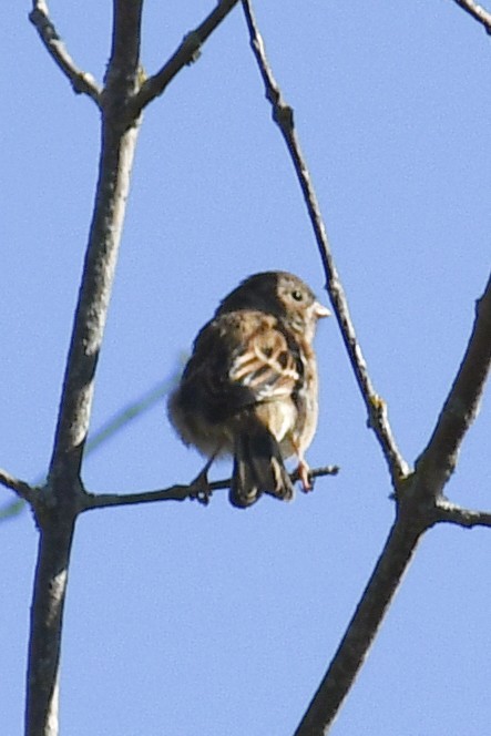 Field Sparrow - ML642222653