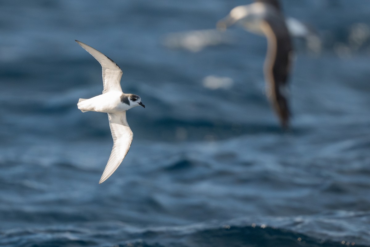 Blue Petrel - ML642222656