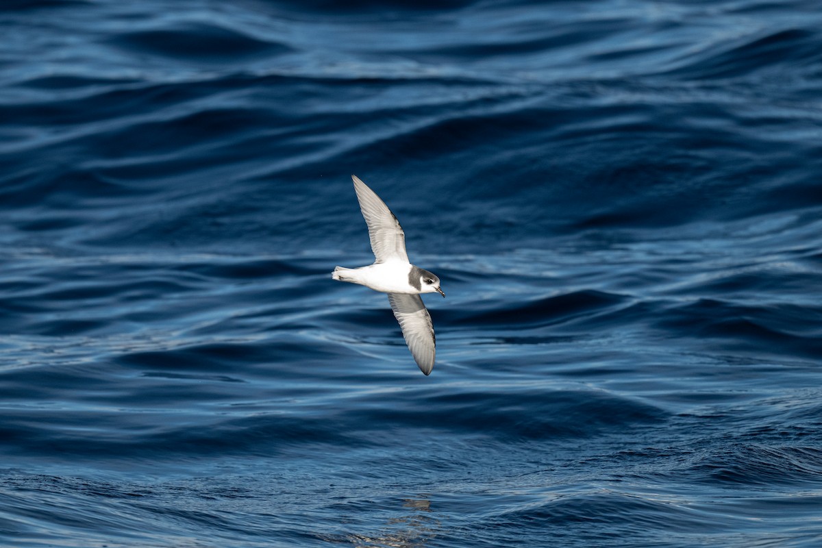 Blue Petrel - ML642222657