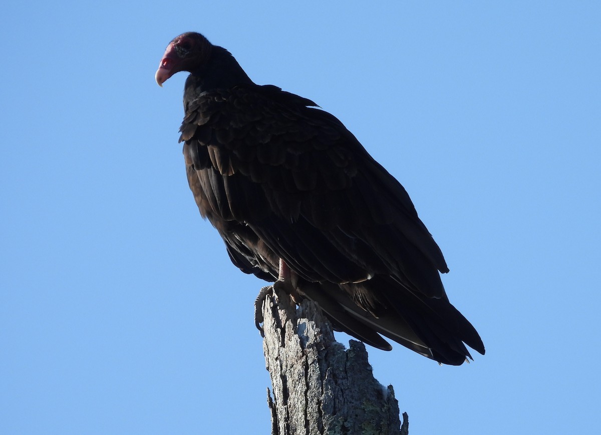 Turkey Vulture - ML642222661