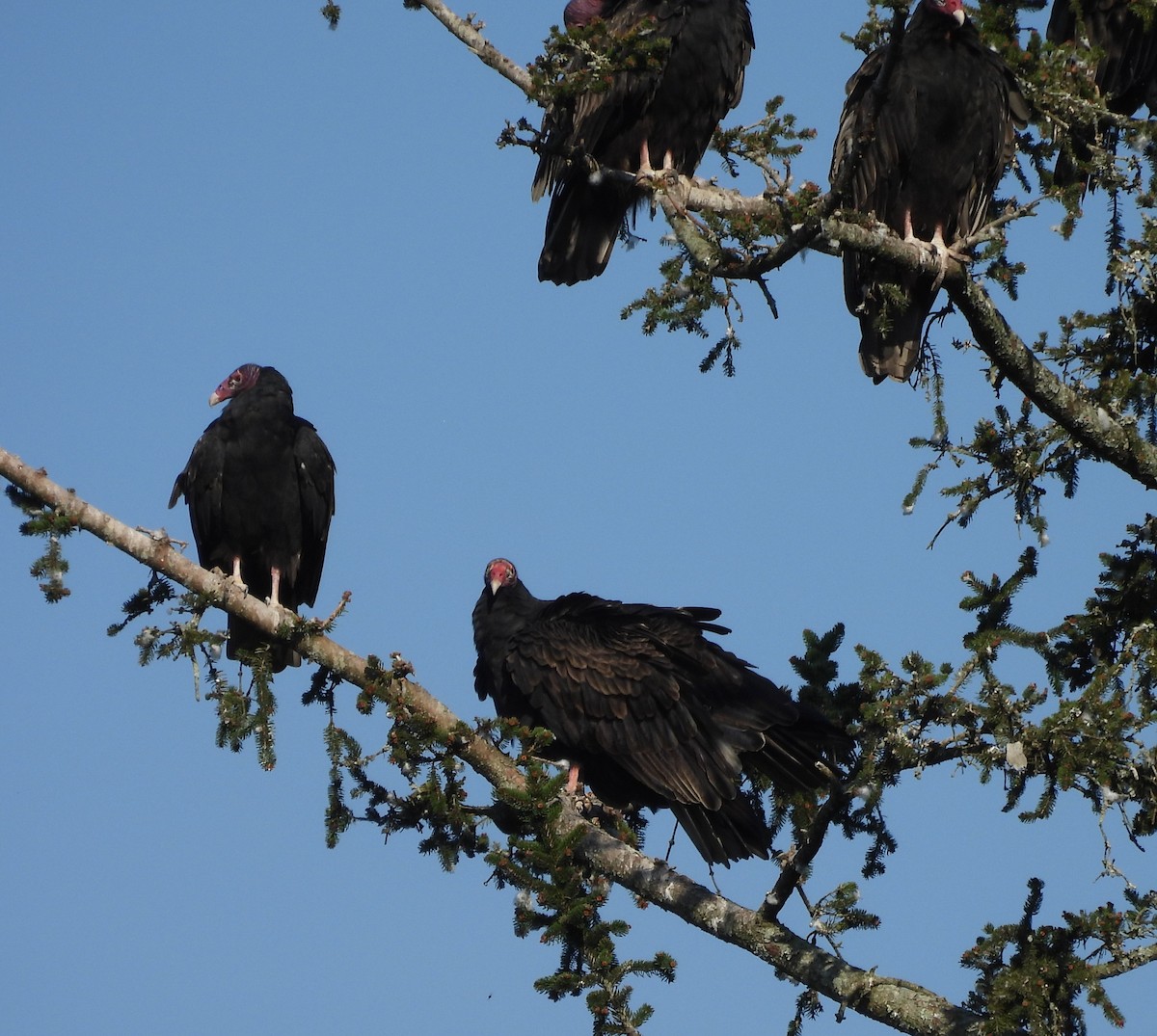 Turkey Vulture - ML642222670