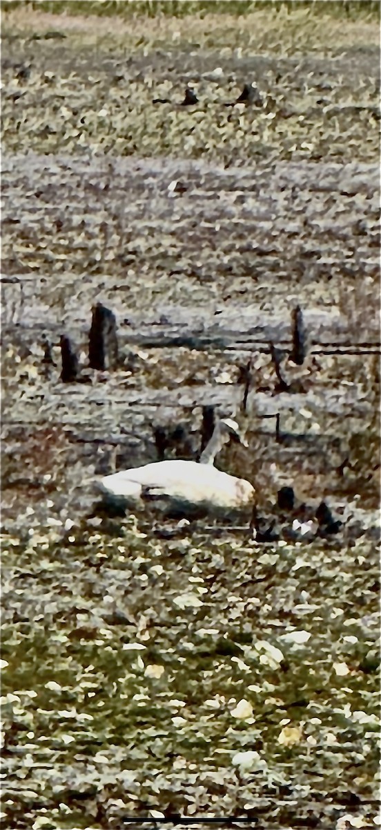 Trumpeter Swan - ML642222672