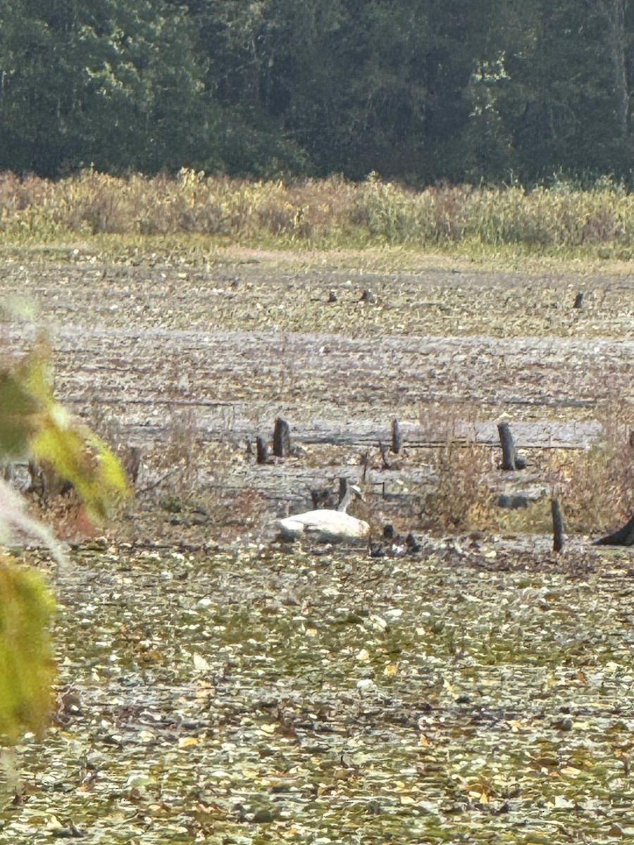 Trumpeter Swan - ML642222673