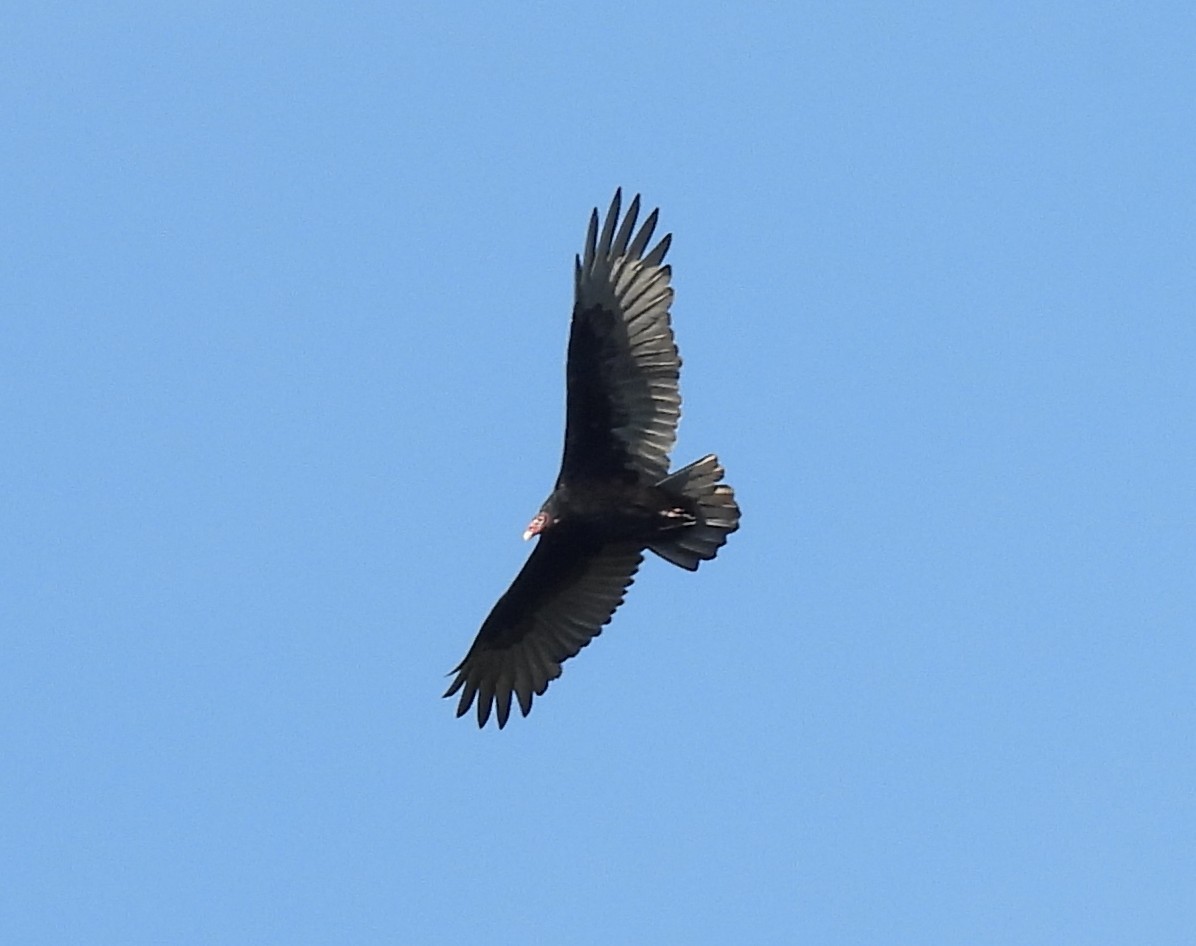 Turkey Vulture - ML642222676