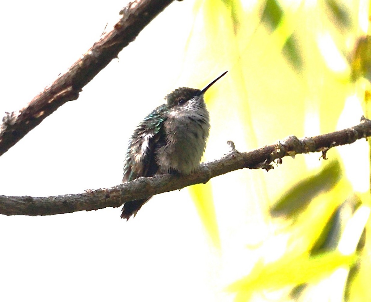 Ruby-throated Hummingbird - ML642222697