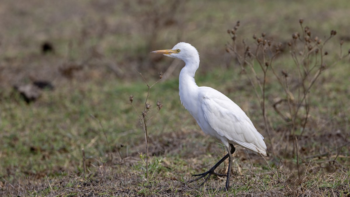 Western Cattle-Egret - ML642222711