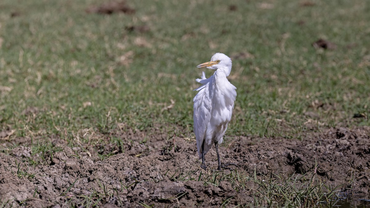 Western Cattle-Egret - ML642222712