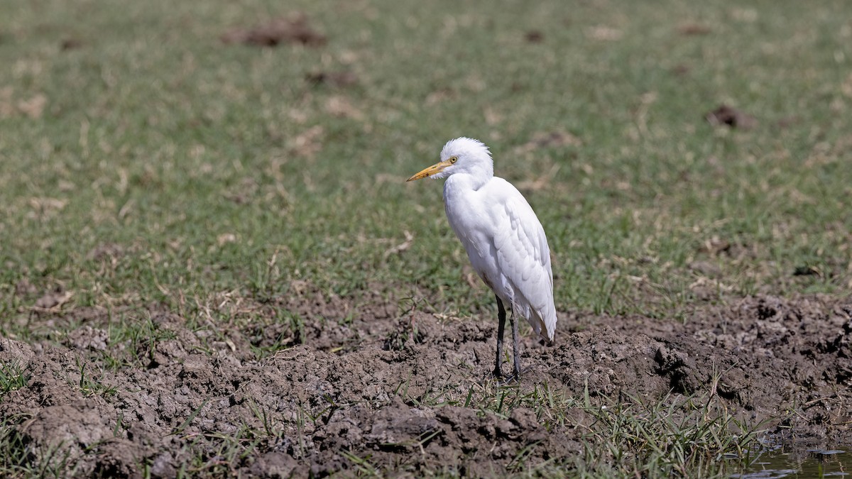Western Cattle-Egret - ML642222713