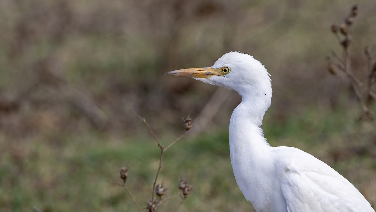 Western Cattle-Egret - ML642222714