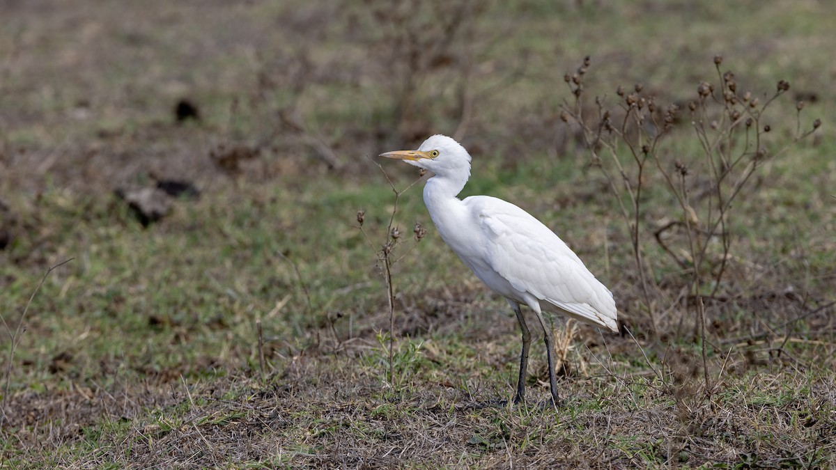 Western Cattle-Egret - ML642222715