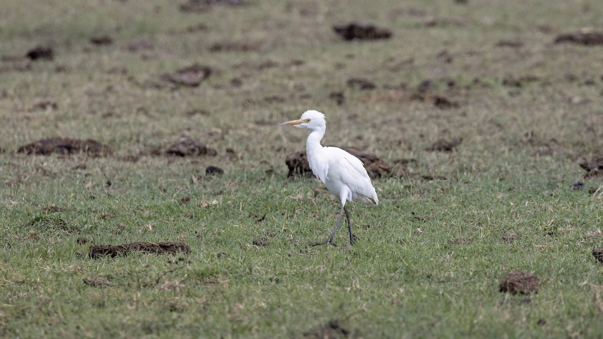 Western Cattle-Egret - ML642222716