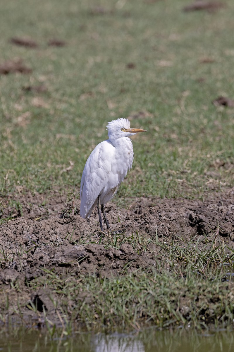 Western Cattle-Egret - ML642222718