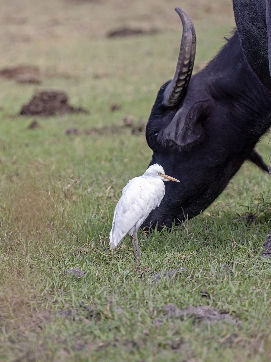 Western Cattle-Egret - ML642222720