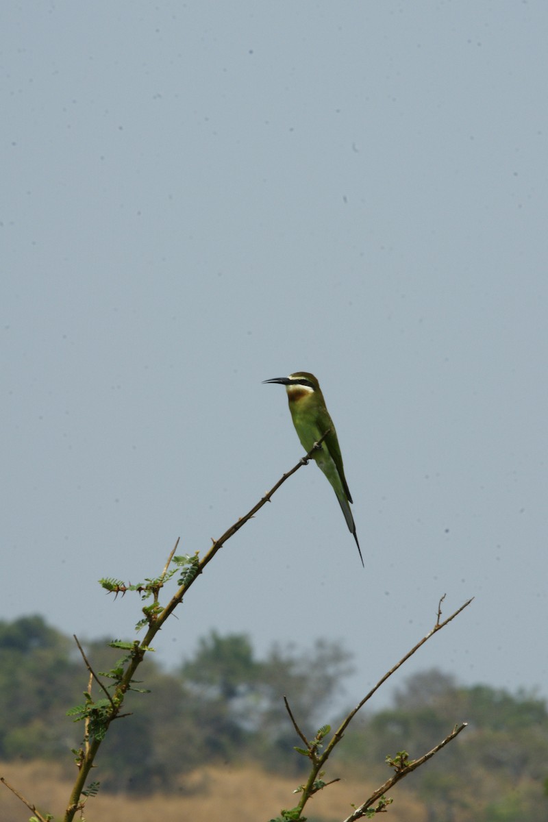 Olive Bee-eater - ML642222731