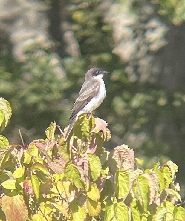 Eastern Kingbird - ML642222738