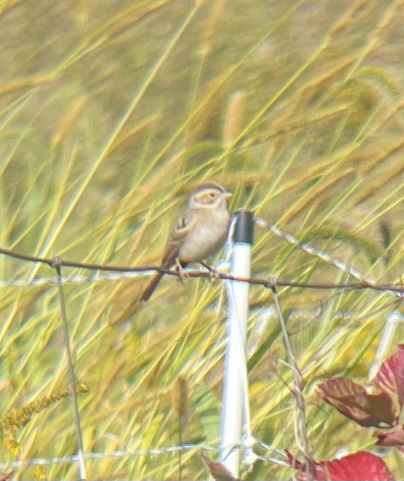 Clay-colored Sparrow - ML642222748