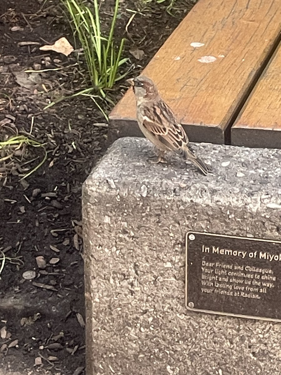 House Sparrow - ML642222749