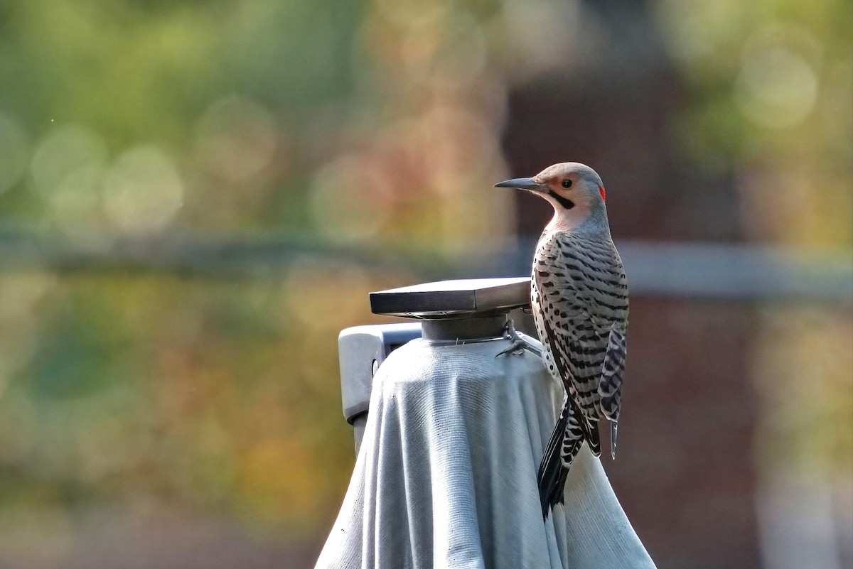 Northern Flicker - ML642222751