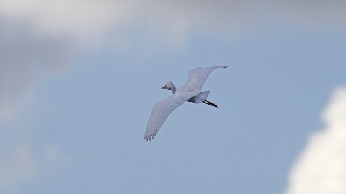 Western Cattle-Egret - ML642222802