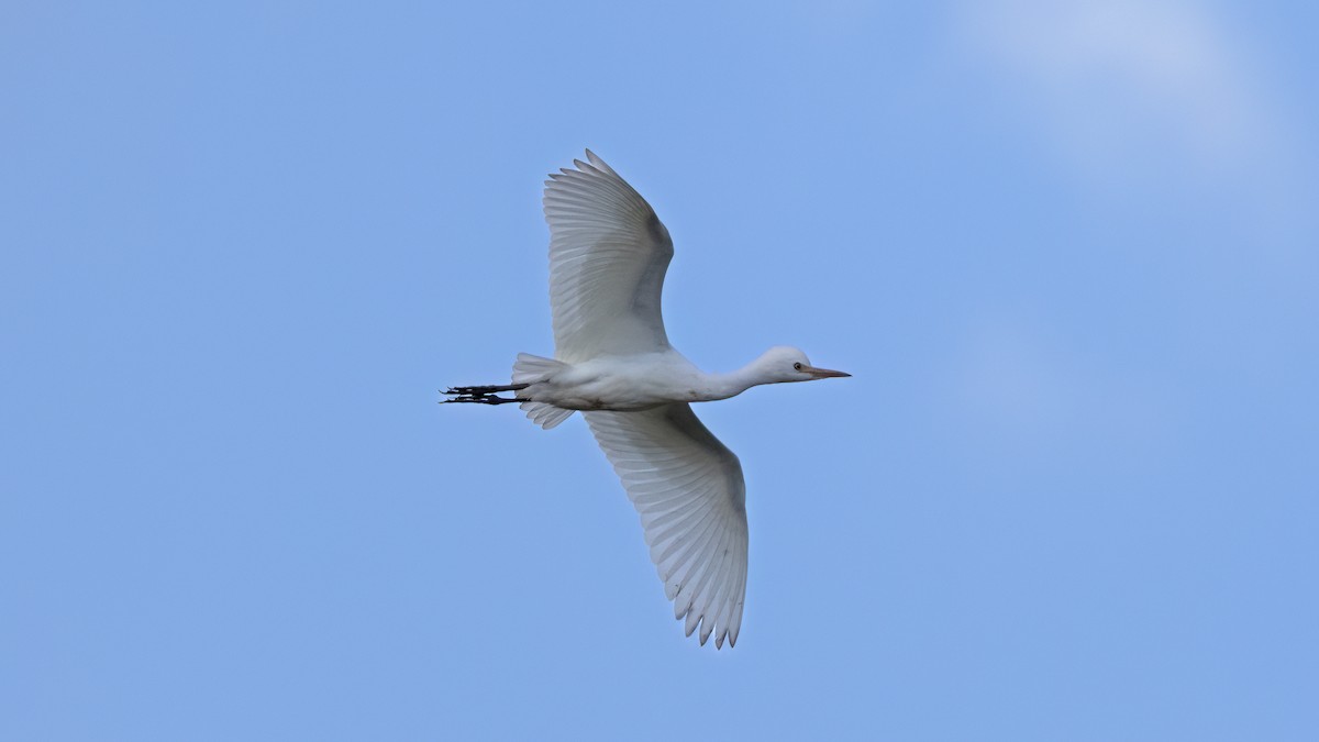 Western Cattle-Egret - ML642222803