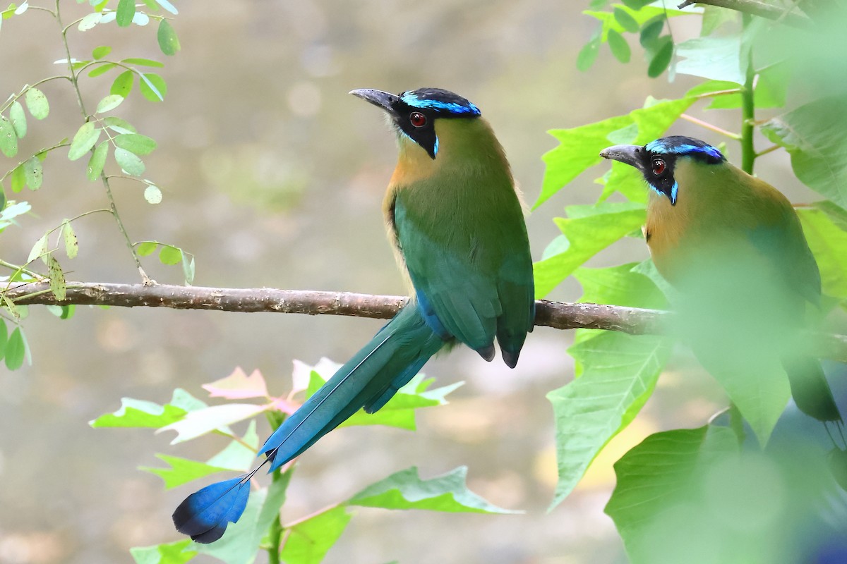 Motmot de Lesson - ML642222817