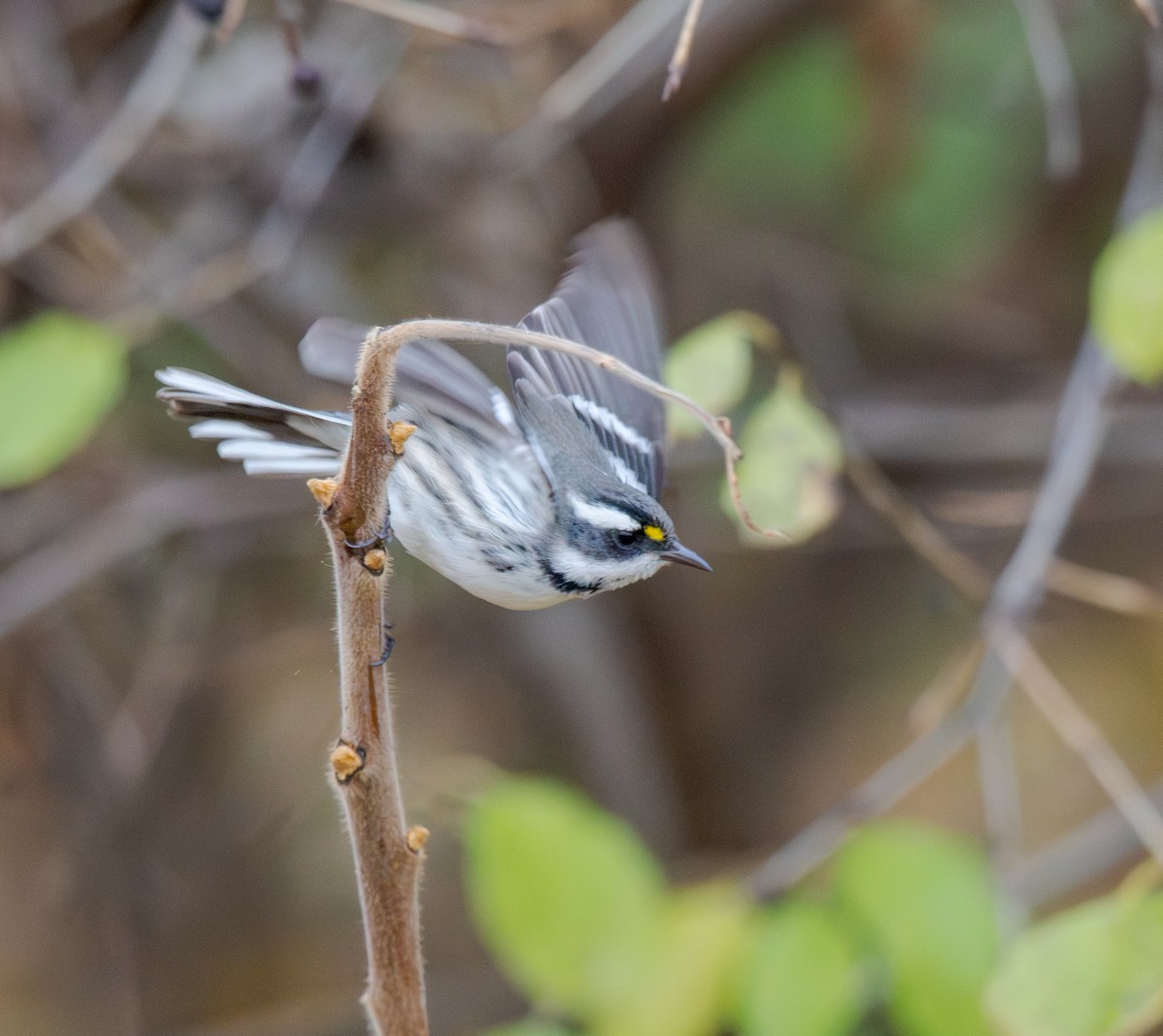 Black-throated Gray Warbler - ML642222888