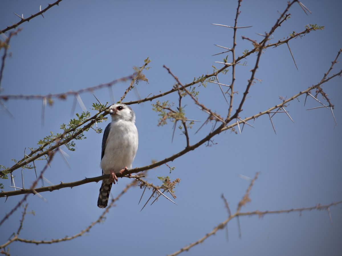 Pygmy Falcon - ML642222895