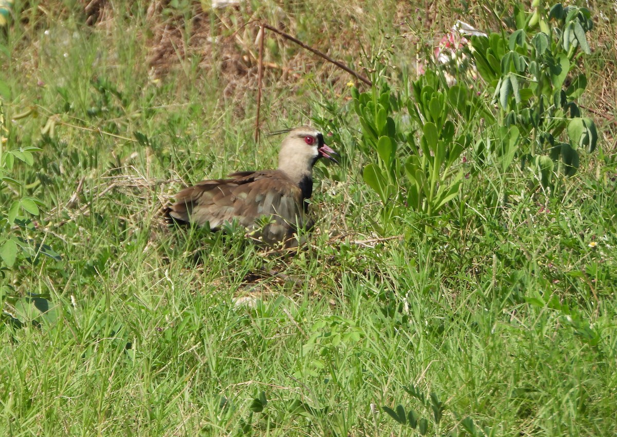 Southern Lapwing - ML642222916
