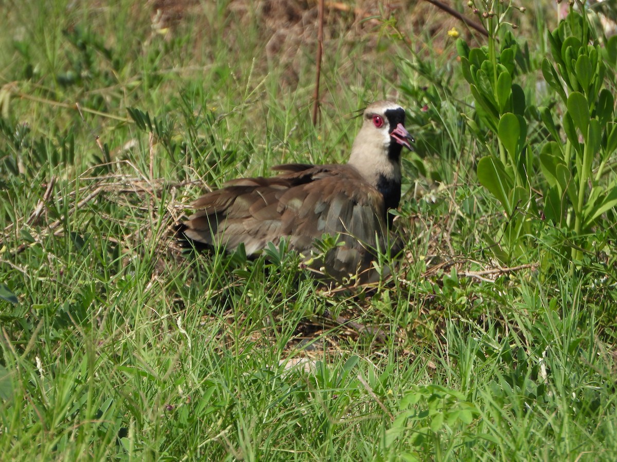 Southern Lapwing - ML642222917