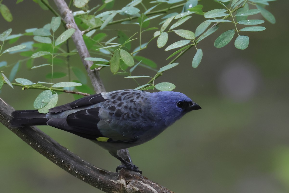 Yellow-winged Tanager - ML642222918