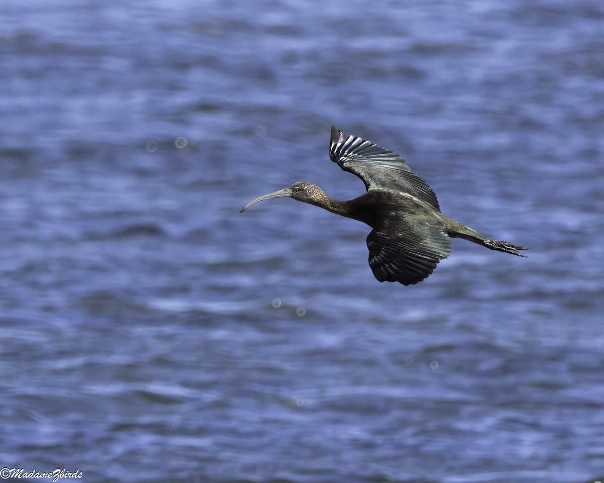 Гялаан билүүс - ML642222955