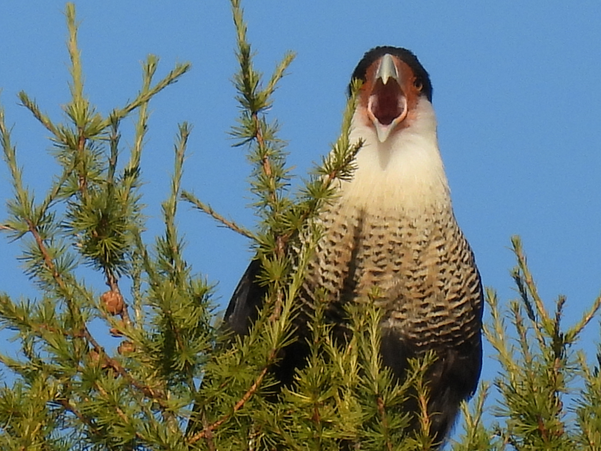 Crested Caracara (Northern) - ML642222968