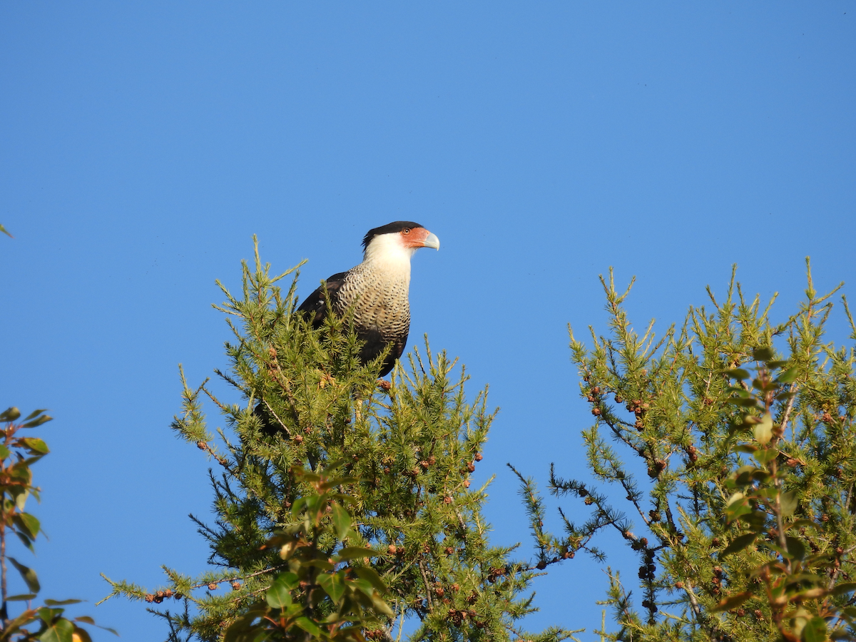 Crested Caracara (Northern) - ML642222969