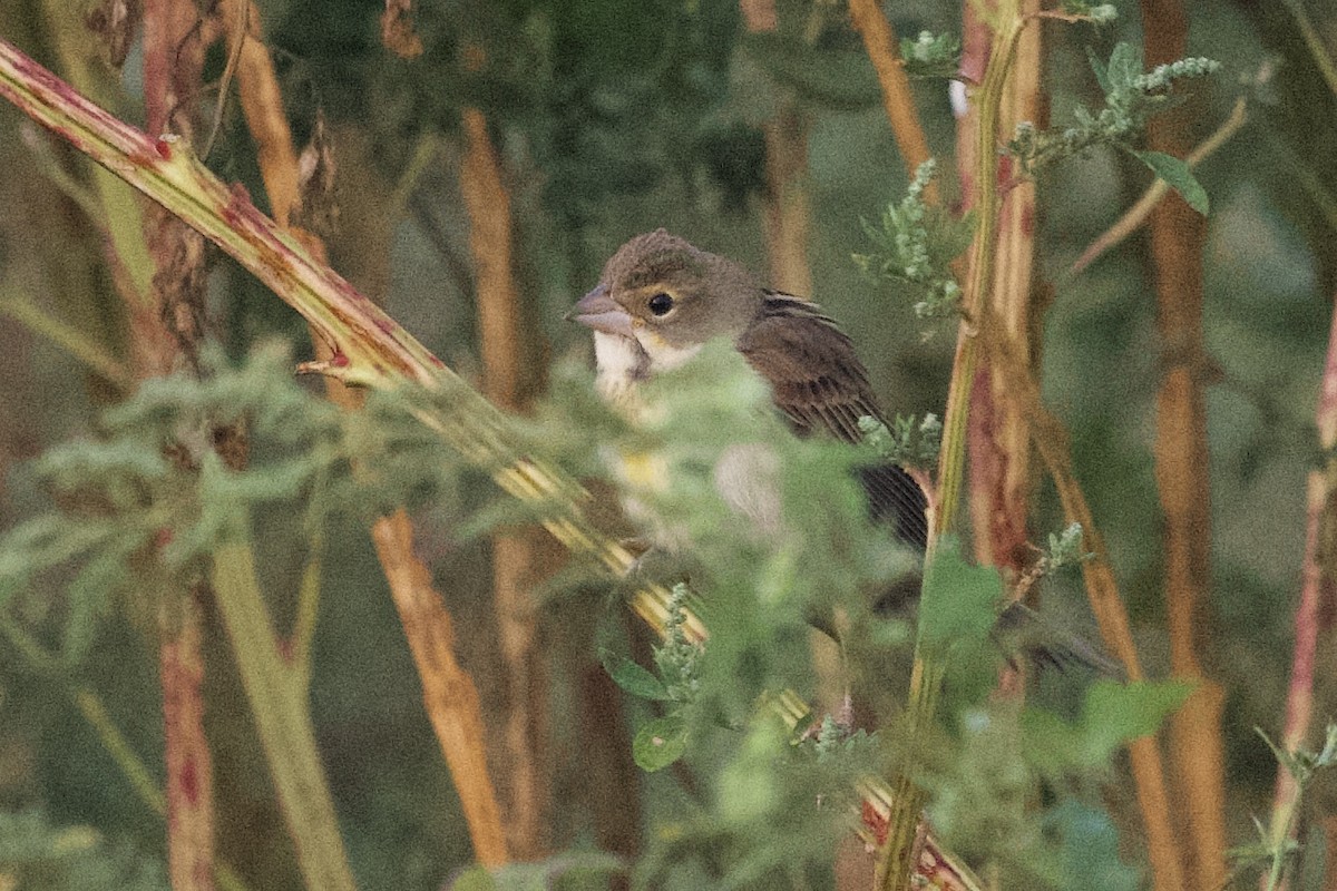 Arrocero - ML642222984