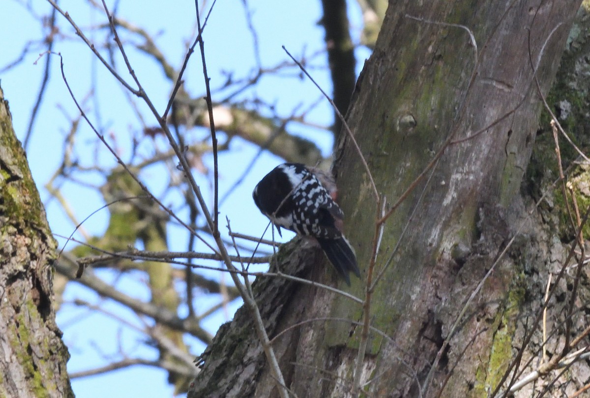 Middle Spotted Woodpecker - ML642222995
