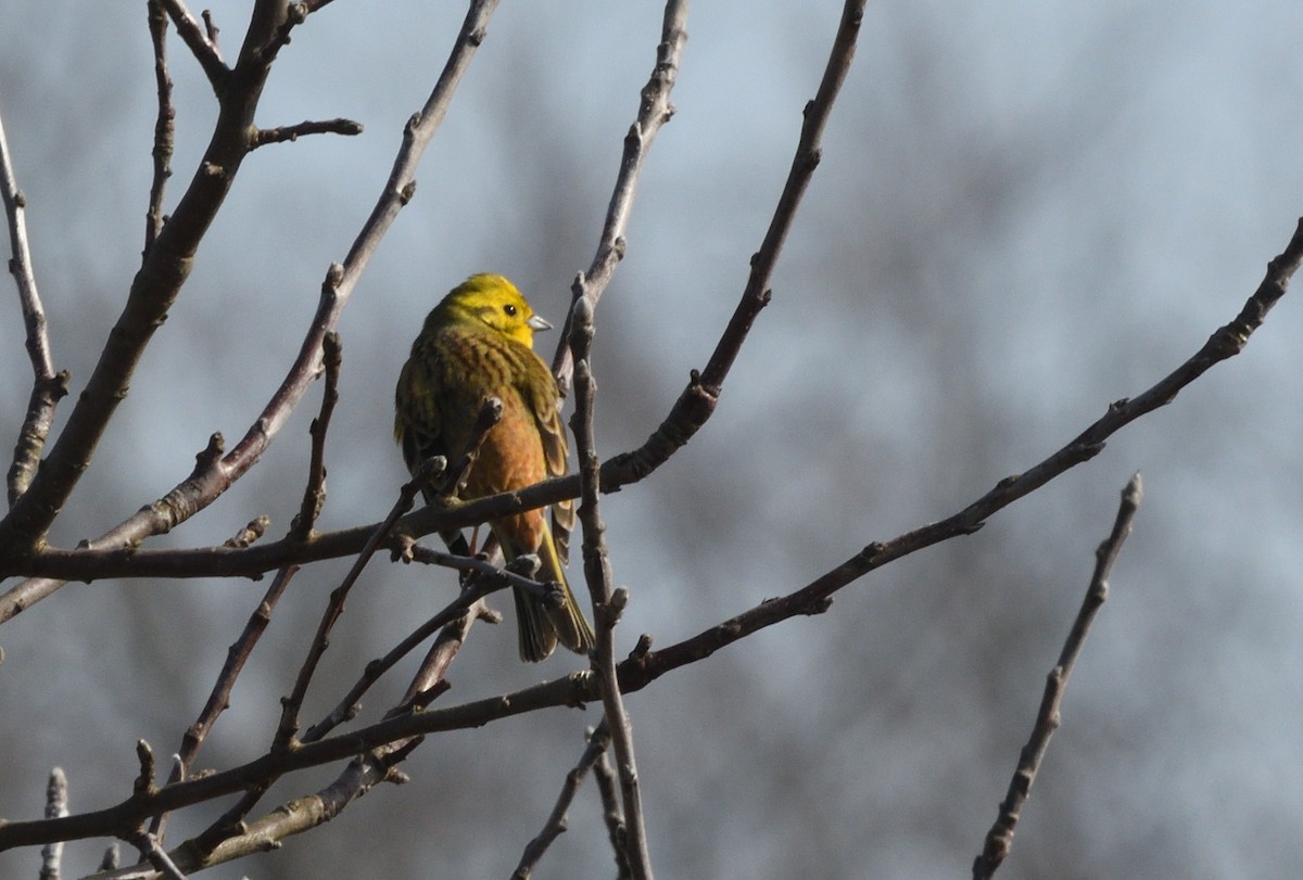Yellowhammer - ML642223009