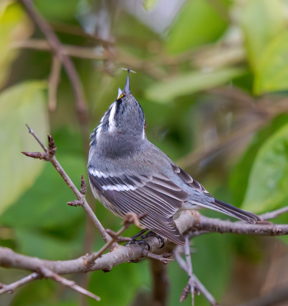 Black-throated Gray Warbler - ML642223013